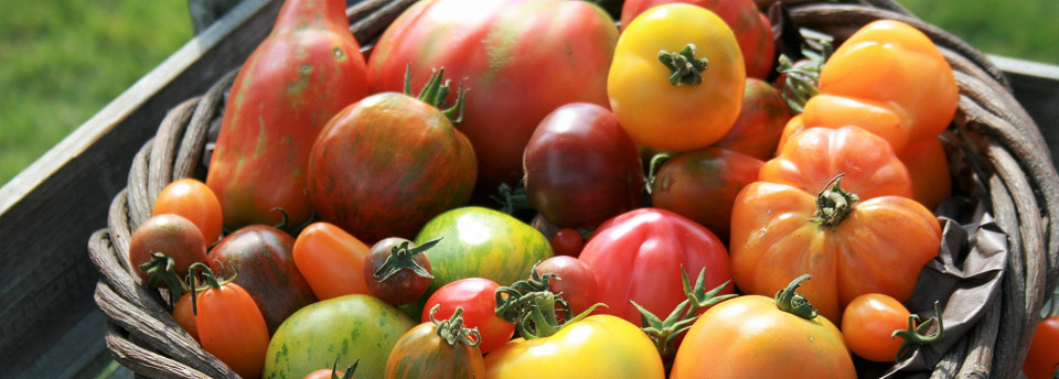 Ein Korb voller Tomaten unterschiedlicher Sorten.