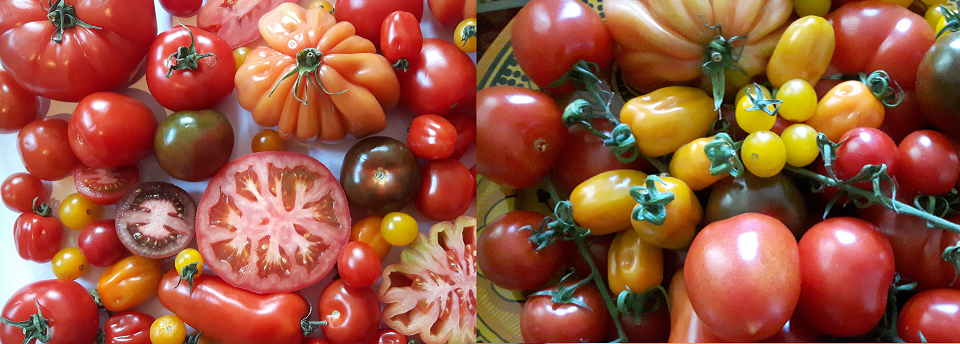 Eine bunte Tomatenvielfalt an gelben, roten und dunklen Tomaten.