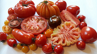 Eine große Auswahl an verschiedenen Tomatensorten, manche sind in der Mitte halbiert.