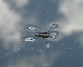Ein Wasserläufer (Insekt) auf einer Wasseroberfläche.
